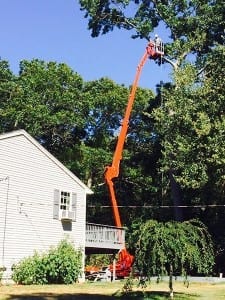 affordable-tree-services