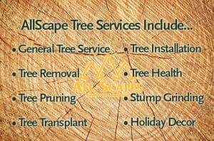 allscape tree services