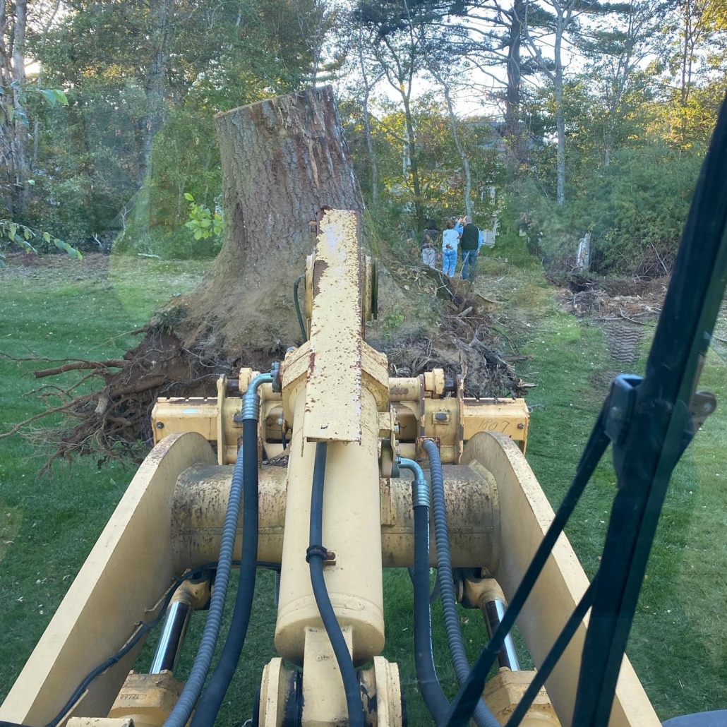 stump removals – Stump Removals & Stump Grinding Services