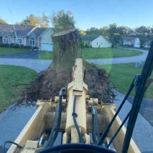 stump-removals