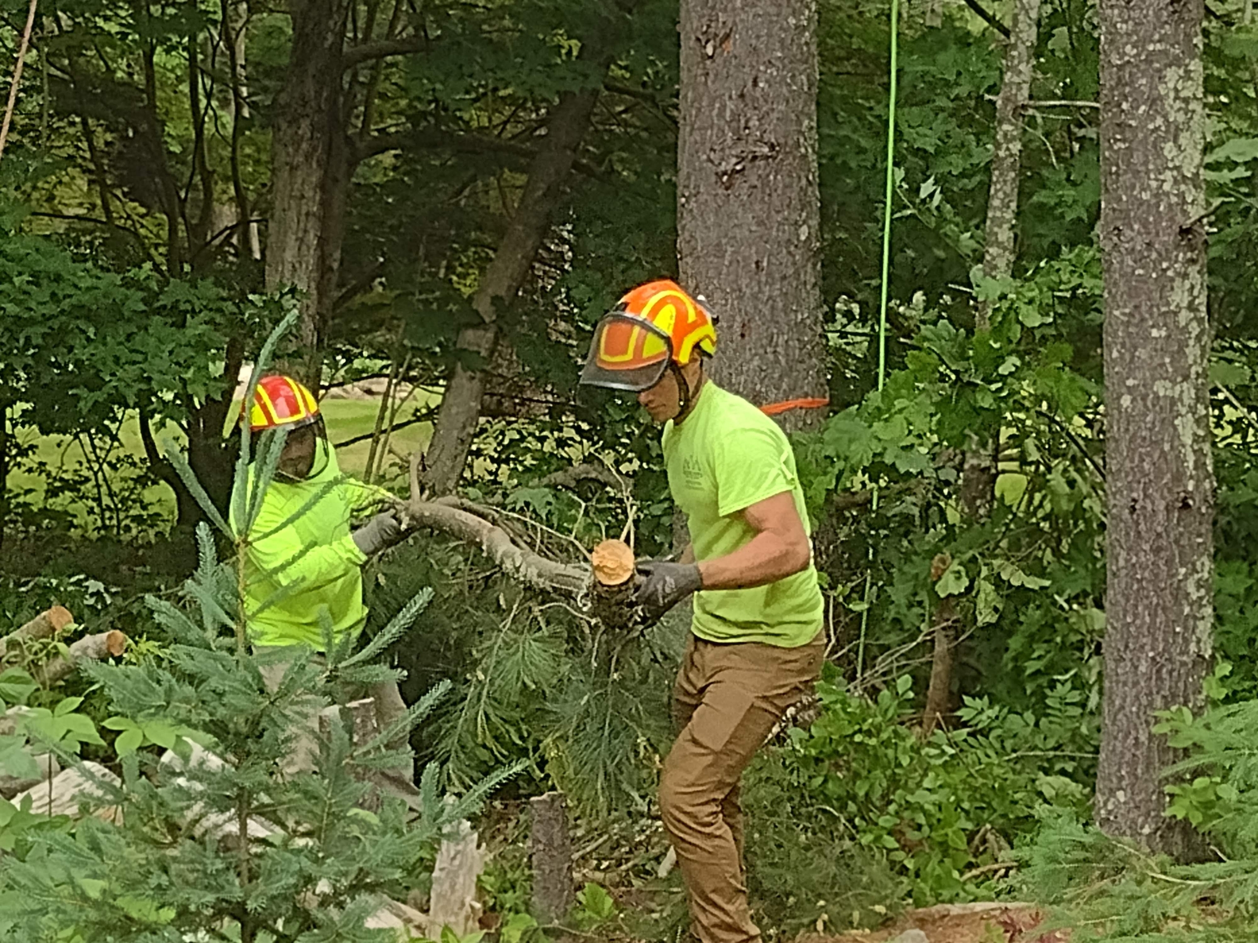 tree-removal-company