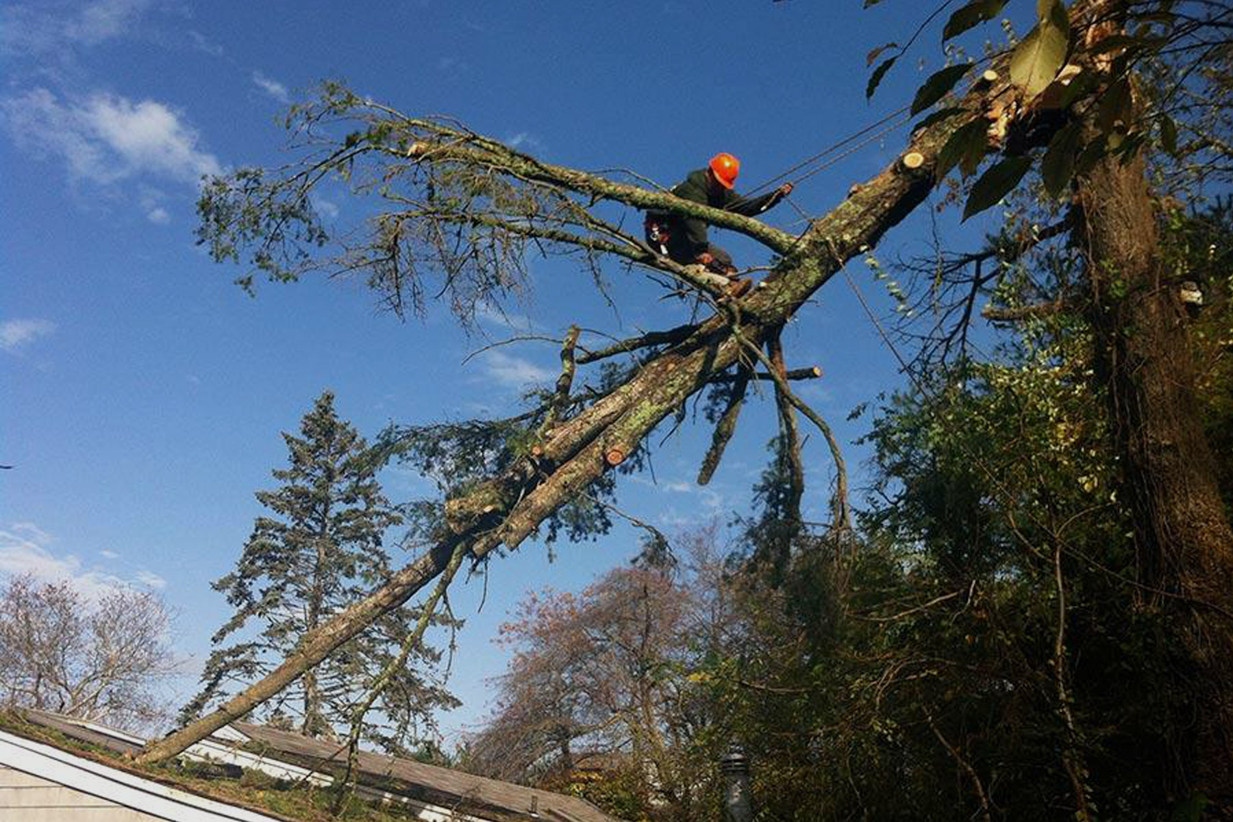 Professional tree removal at a home in Exeter, Rhode Island