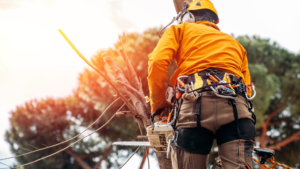 certified arborist in exeter ri