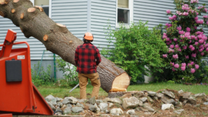 emergency tree removal in east greenwich ri