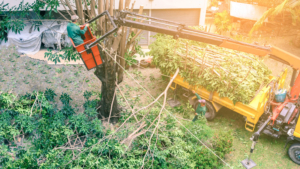 tree removal in Naragransett ri