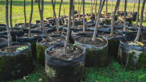 tree transplants in naragansett ri