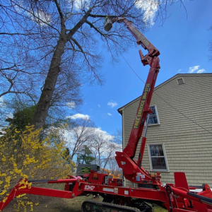 Tree trimming for a westerly ri home